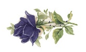 陶瓷印花圖案-藍玫瑰 2 (49x26mm) 