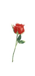 陶瓷印花圖案-玫瑰(80x150mm) 