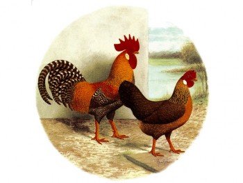 陶瓷印花圖案-公雞 1 (50x50mm) 