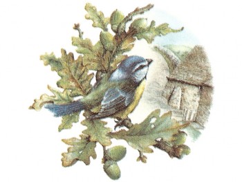 陶瓷印花圖案-樹上鳥 1 (2件)