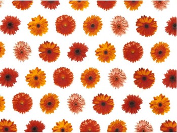 陶瓷印花紙- 非洲菊 (橙黃色)