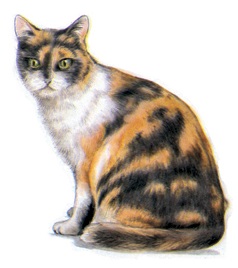 陶瓷印花圖案-貓(5) 2件