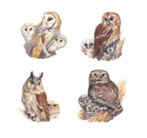 陶瓷印花圖案-貓頭鷹(2) 6件